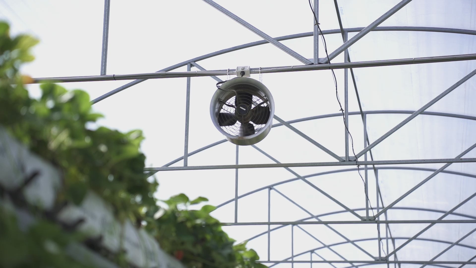 Fan on in a greenhouse