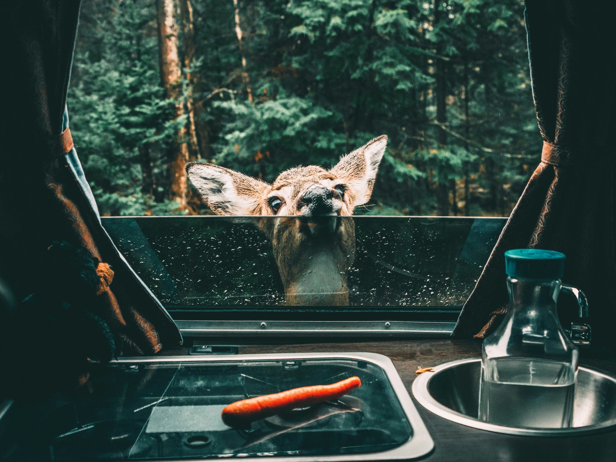 ali-kazal-MQlVnTc4OBg-unsplash